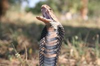 Mozambique spitting cobra