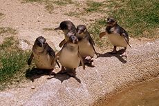 Little Penguins at the National Zoo & Aquarium, Canberra, Australia, from where Linus Torvalds stated he caught "penguinitis" after being nibbled by one.