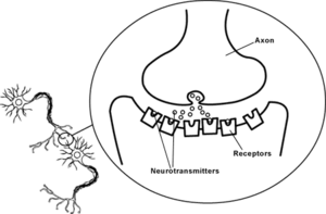 Synapse.gif