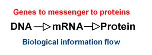 Biological information flow.gif