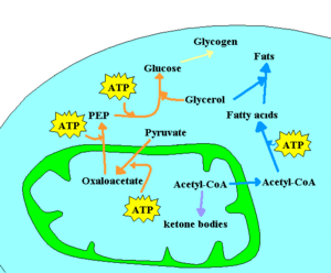 Metabolism scheme anabolism.GIF