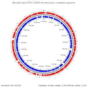 Chromosome 1.png