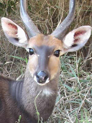 Bushbuck.jpg