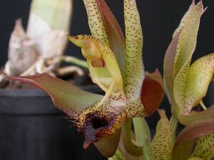 Catasetum schmidtianum male column.JPG