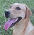 Tete chienne labrador.JPG